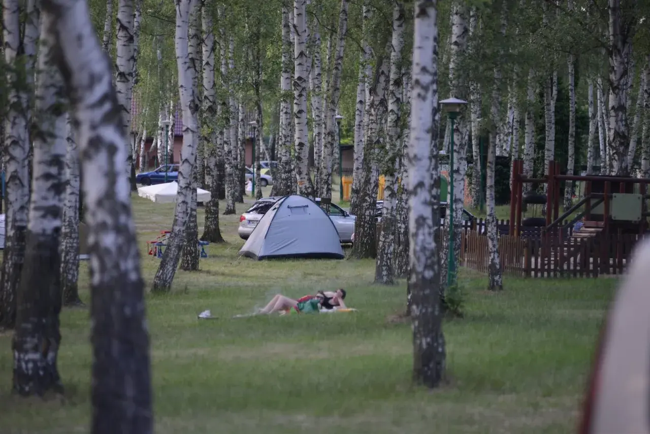 Relaks na trawie pod brzozami. Namiot i samochód na polu namiotowym. Idealne miejsce na **camping Dolny Śląsk**.