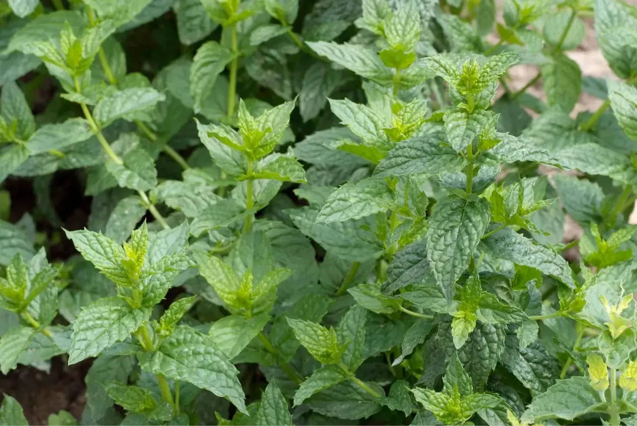 Nahaufnahme von grünen Minzblättern. Der deutliche Unterschied zwischen Minze und Pfefferminze liegt in der Blattstruktur und dem Aroma.