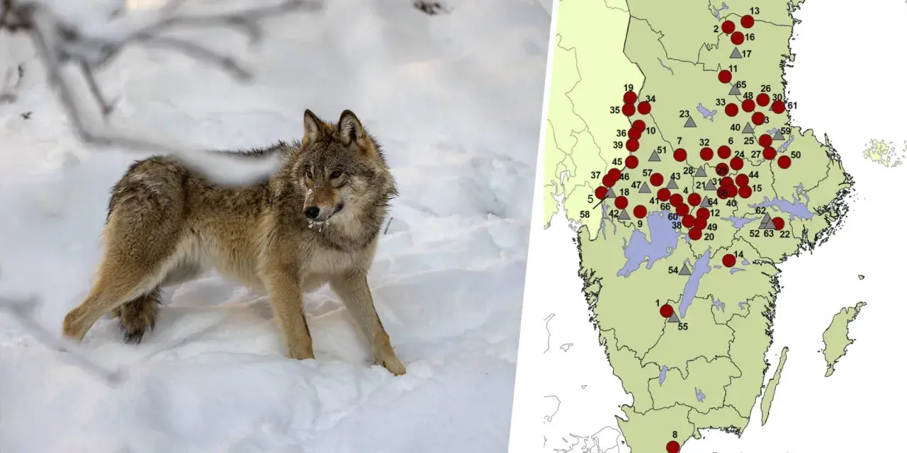 En varg i snön bredvid en karta som visar hur många vargar det finns i Sverige.