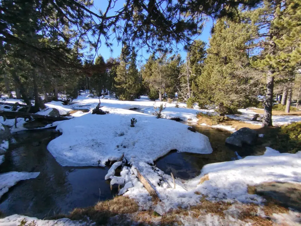El estany de l'Orri, un rierol serpenteja entre la neu i els pins.