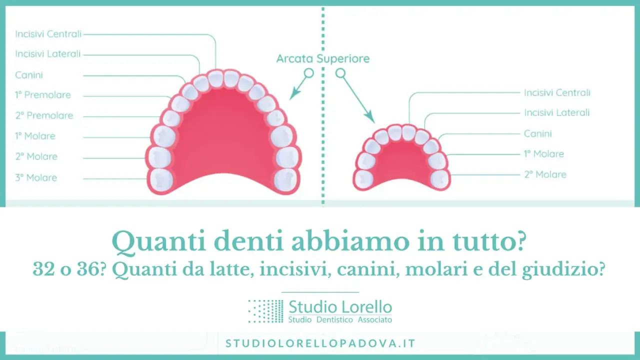 Illustrazione delle arcate dentali superiore e inferiore, con etichette che indicano incisivi, canini e molari. Quanti denti abbiamo?