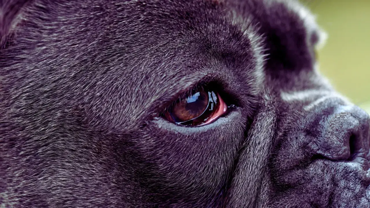 Zbliżenie na oko psa rasy Cane Corso. Widoczna jest błona migawkowa, czyli trzecia powieka, lekko zaczerwieniona.