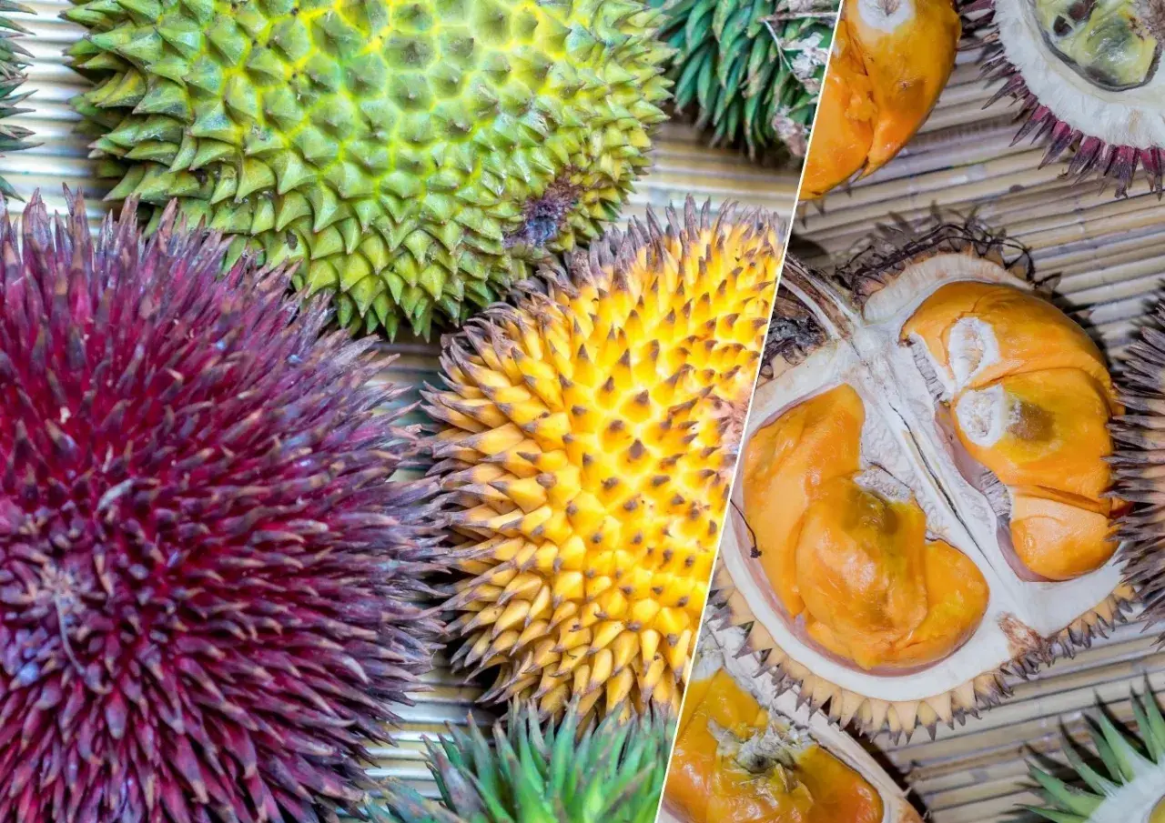 Kolorowe duriany, w tym przekrojony, ukazują bogactwo smaku. Jak smakuje durian? To egzotyczna przygoda dla podniebienia.