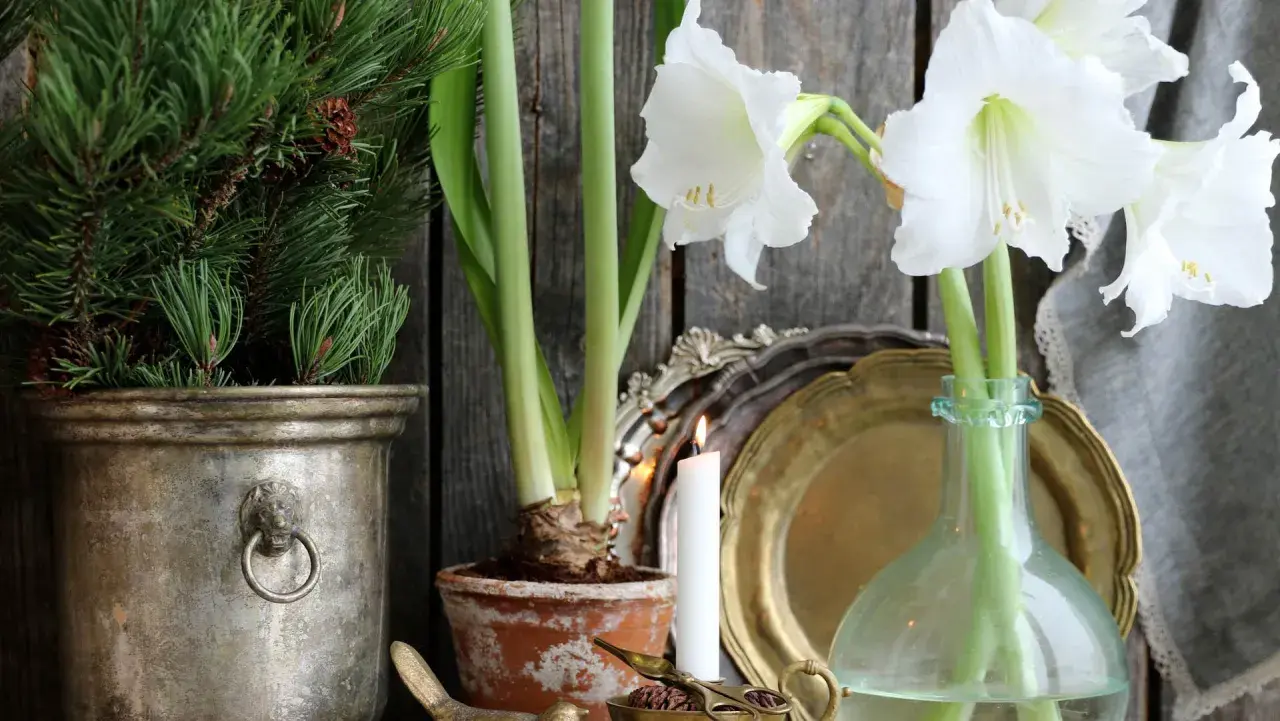 Vita snitt amaryllis blommar vackert bredvid en julgran i en metallkruka. En tänd ljus och antika dekorationer skapar en mysig julstämning.