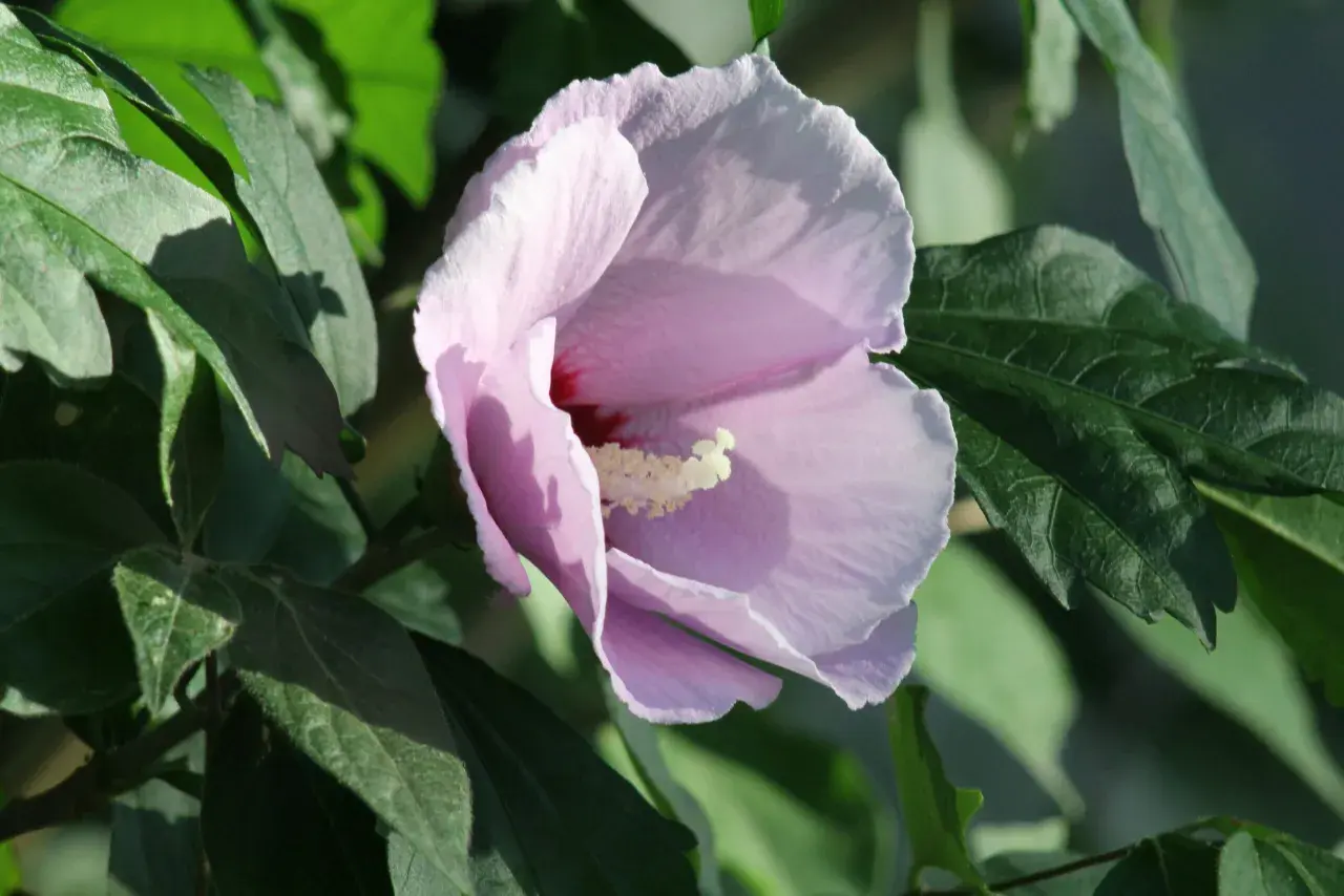 Une fleur de *Hibiscus syriacus* rose pâle s'épanouit parmi des feuilles vertes luxuriantes, baignée par la lumière du soleil.