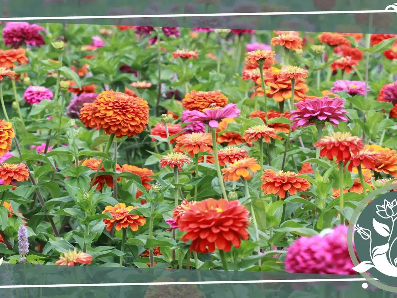 Ein bunter Teppich aus Zinnien in verschiedenen Rottönen, Orange und Pink. Der ideale zinnien standort für diese leuchtenden Sommerblumen.