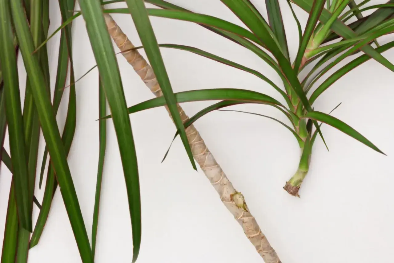 Zielona dracena z czerwonymi brzegami liści, gotowa do rozmnażania. Dowiedz się, jak ukorzenić dracenę i cieszyć się nowymi roślinami.