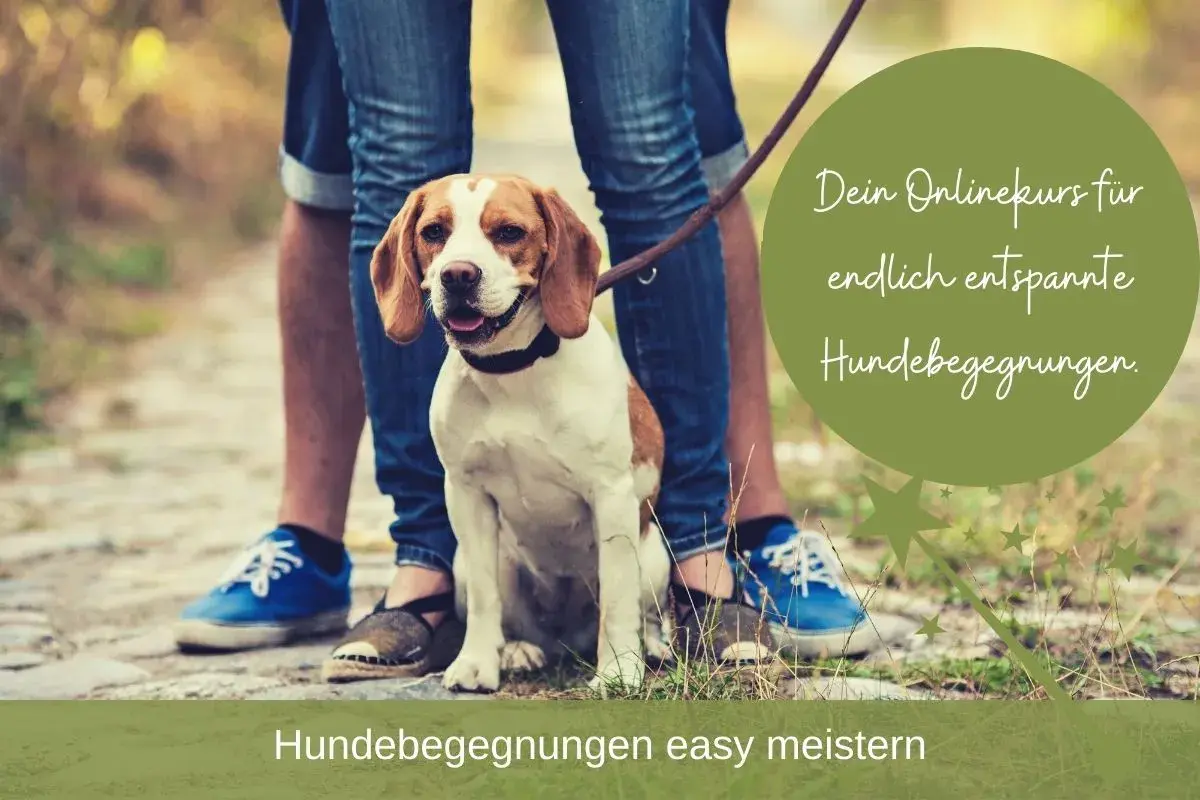Ein Beagle sitzt entspannt neben seinem Menschen. Der Text verspricht einen Onlinekurs für entspannte Hundebegegnungen.
