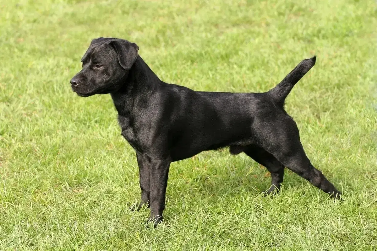 Czarny patterdale terrier stoi na zielonej trawie, gotowy do zabawy.