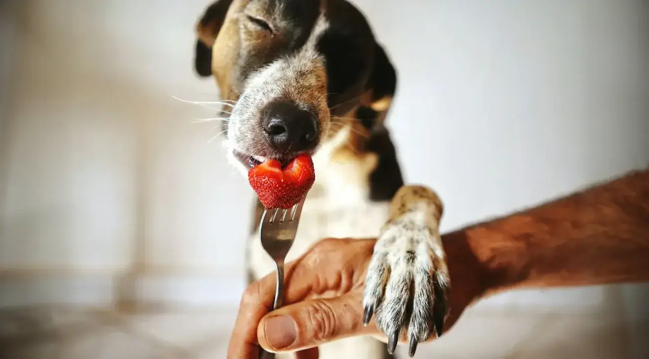 Ein Hund genießt genüsslich eine Erdbeere von einer Gabel.