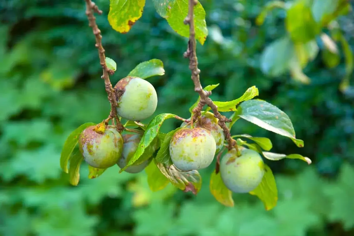 Pruniers reine-claude avec des fruits verts, certains marqués. Idéal pour savoir quand tailler les pruniers reine-claude.