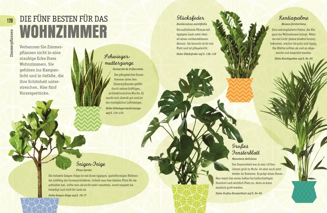 Fünf Pflanzen für das Wohnzimmer: Schwiegermutterzunge, Glücksfeder, Kentiapalme, Geigen-Feige und Großes Fensterblatt.