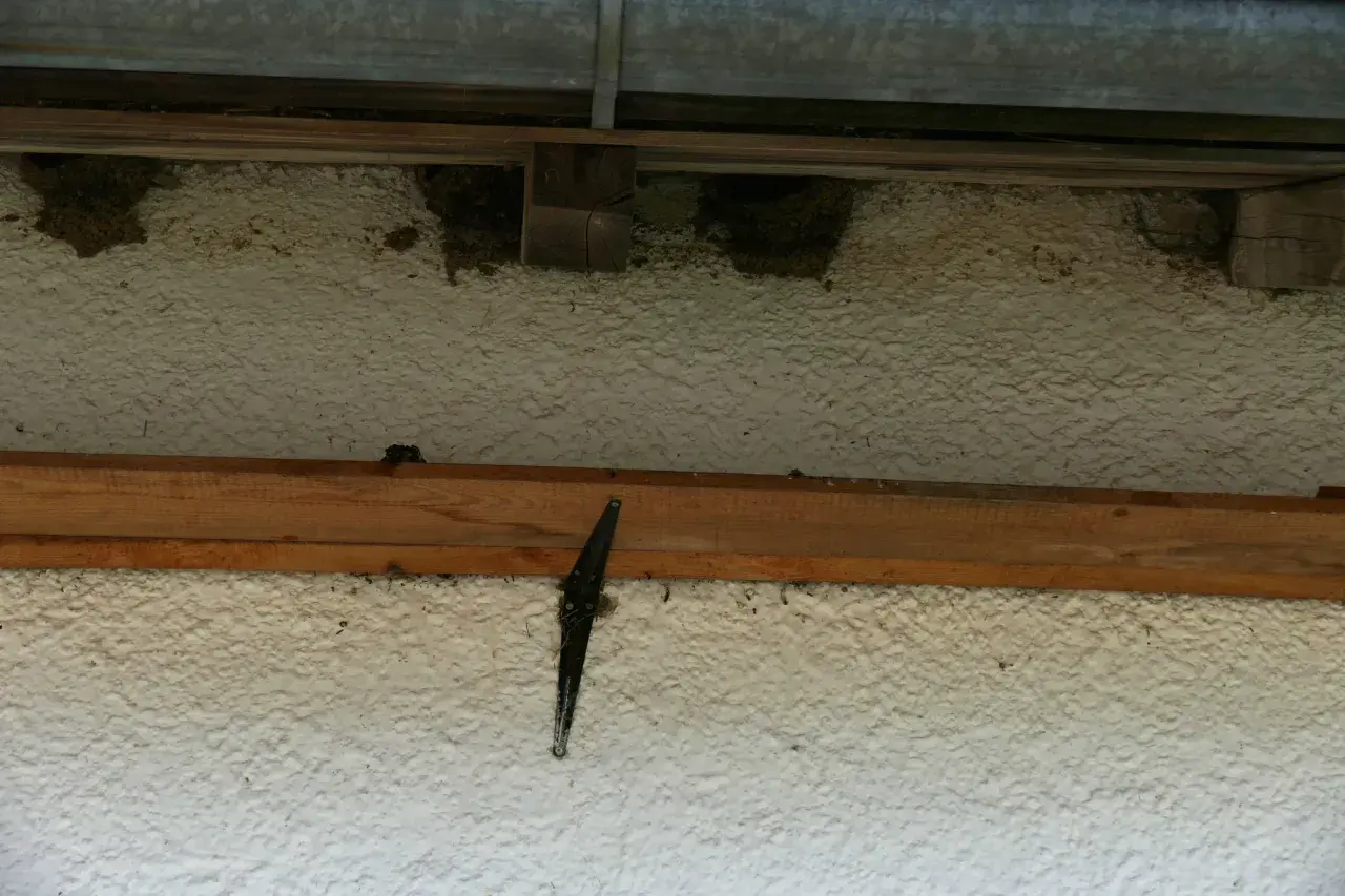 Mehrere Schwalbennester am Haus unter dem Dachvorsprung. Ein schwarzer Scharnierflügel ist an der Hauswand befestigt.
