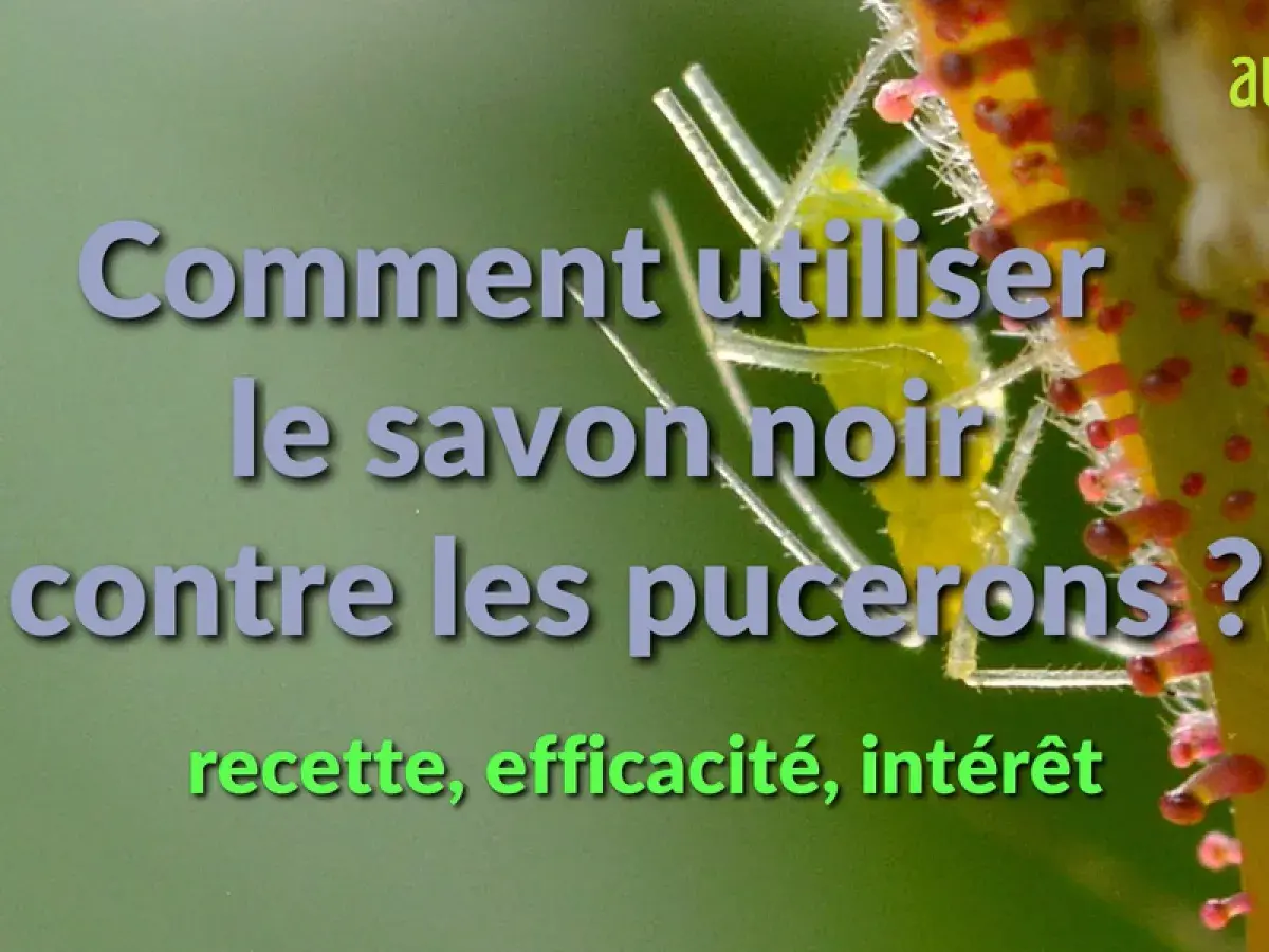 Comment utiliser le savon noir contre les pucerons ? Recette, efficacité, intérêt.