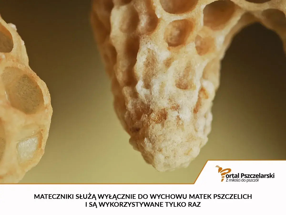Mateczniki pszczele, czyli komórki do wychowu królowych, wyglądają jak wydłużone, woskowe kielichy.