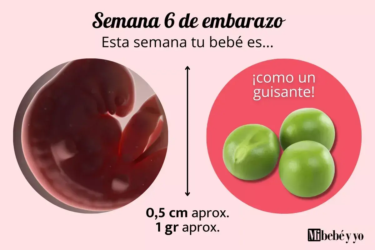 A las 6 semanas de embarazo, tu bebé es como un guisante, midiendo 0,5 cm y pesando 1 gramo.