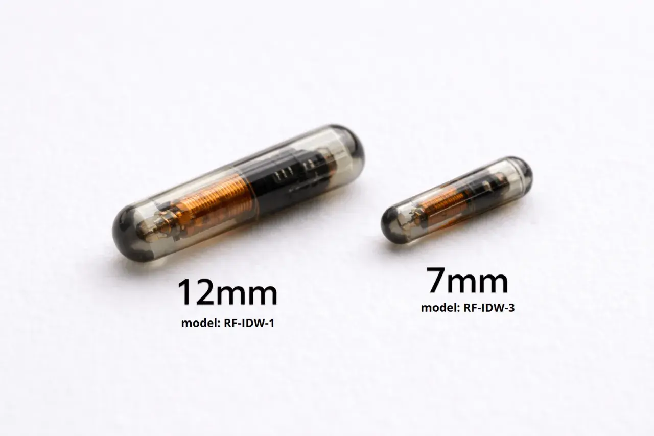Dwa chipy dla psa: większy 12 mm i mniejszy 7 mm, oba w szklanej kapsułce z widocznym miedzianym uzwojeniem.