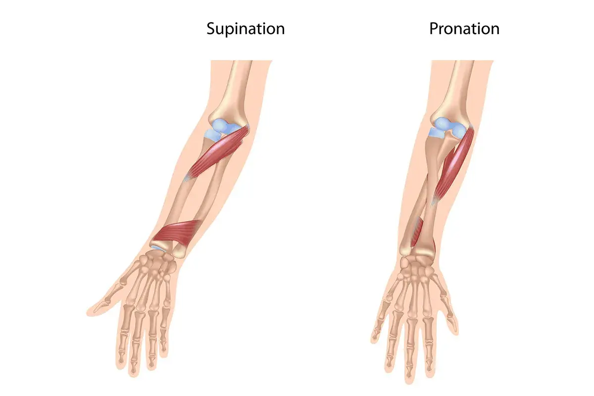 Illustration zeigt die Bewegungen Pronation und Supination des Unterarms mit Muskeln und Knochen.