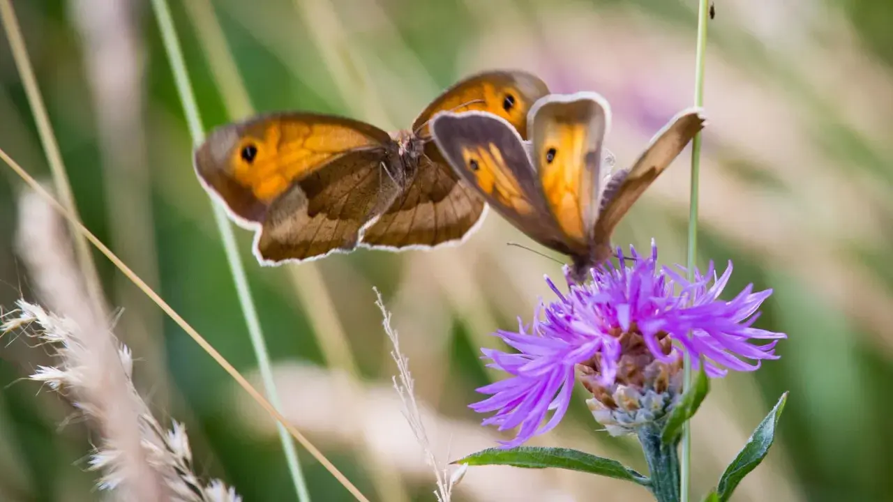 Zwei orange-braune Schmetterlinge auf einer lila Blüte. Eine Bestimmungstafel für Schmetterlinge würde diese Exemplare als Wiesenschecken identifizieren.
