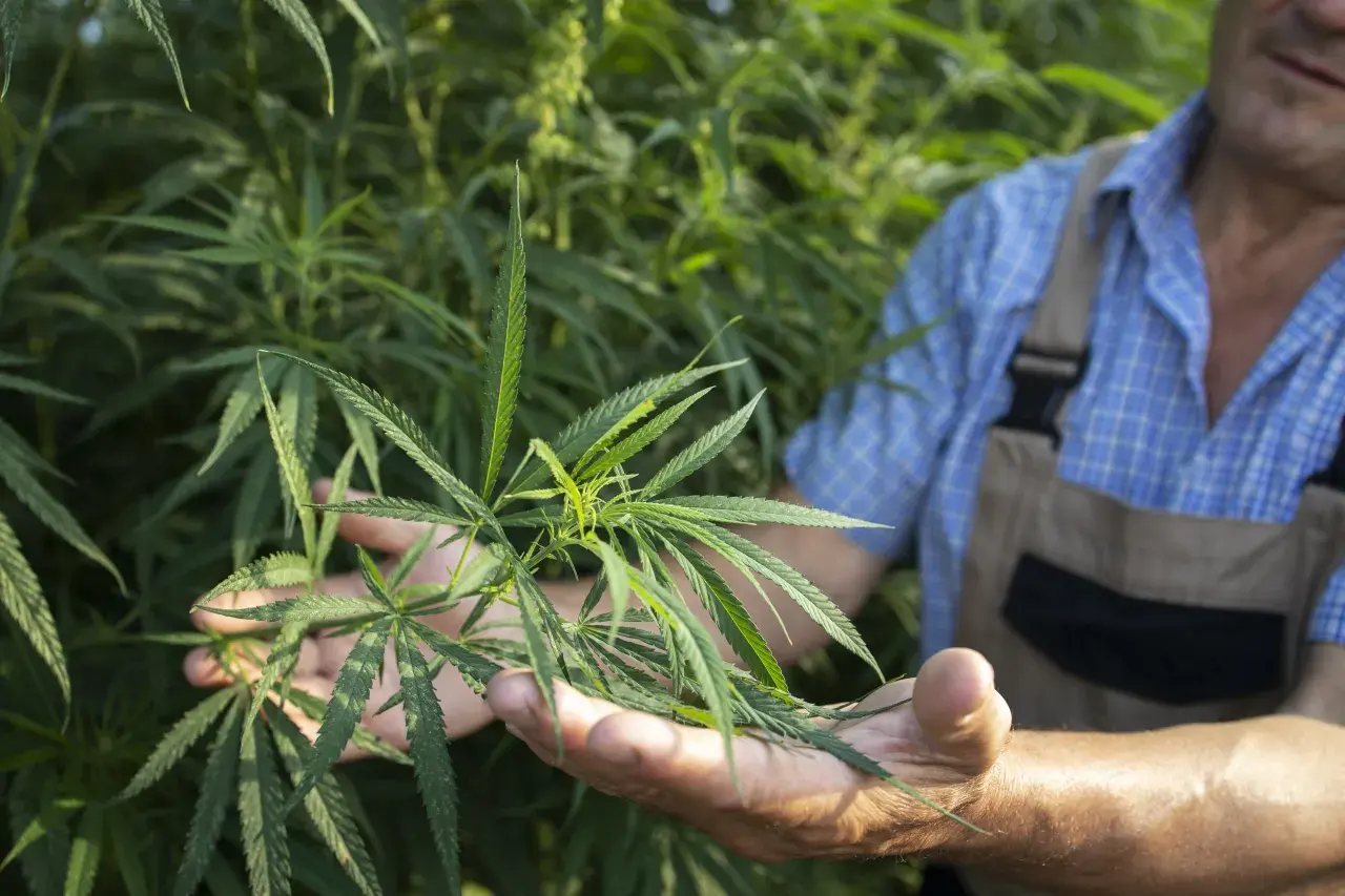 Konopie siewne jako roślina wielozadaniowa: od biomasy po produkty konopne