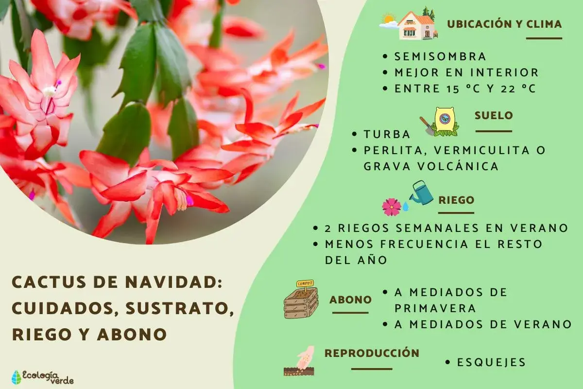 Cactus de Navidad: cuidados, ubicación, suelo, riego y abono. Consejos para su cultivo.