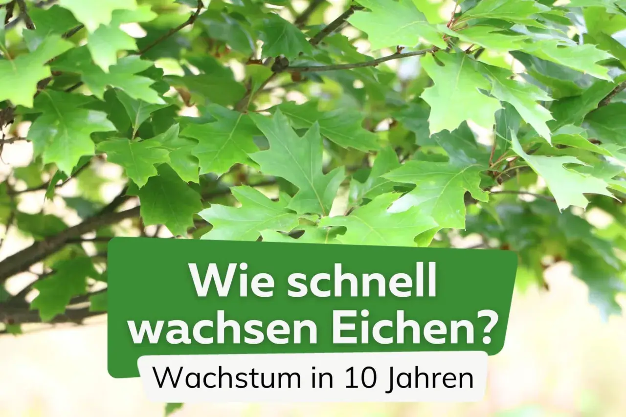 Grüne Eichenblätter im Fokus. Text: "Wie schnell wachsen Eichen? Wachstum in 10 Jahren". Ein Blick auf das eiche wachstum pro jahr.