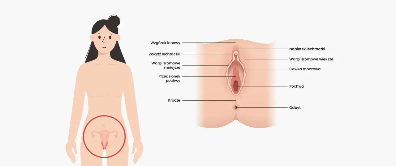 Anatomia kobieca: gdzie jest łechtaczka, wargi sromowe, pochwa i inne narządy.