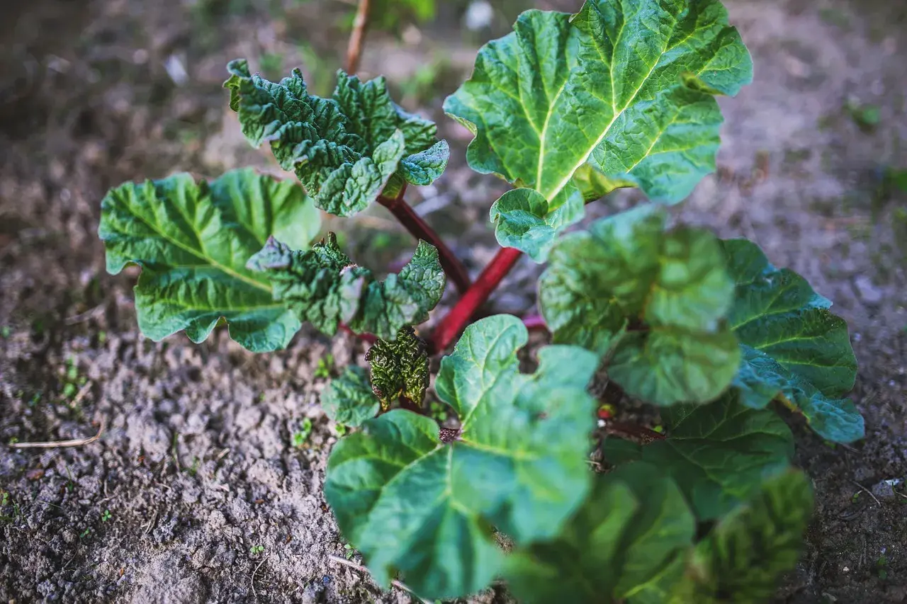 Jeune plant de rhubarbe aux grandes feuilles vertes et aux tiges rouges, prêt à pousser.