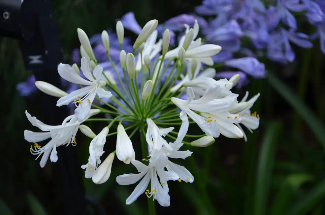 Gros plan sur une ombelle d'agapanthes blanches aux pétales délicats, avec des bourgeons et des fleurs bleues floues en arrière-plan. Ces graines agapanthe promettent de nouvelles floraisons.