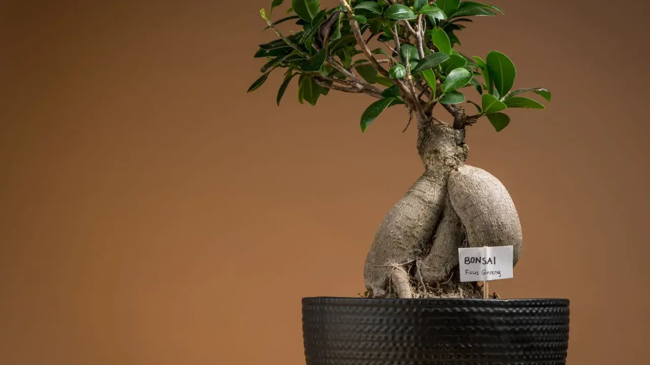 Bonsai fikus mikrokarp, znany jako Ficus Ginseng, z grubym, rzeźbionym pniem i zielonymi liśćmi w czarnej donicy.