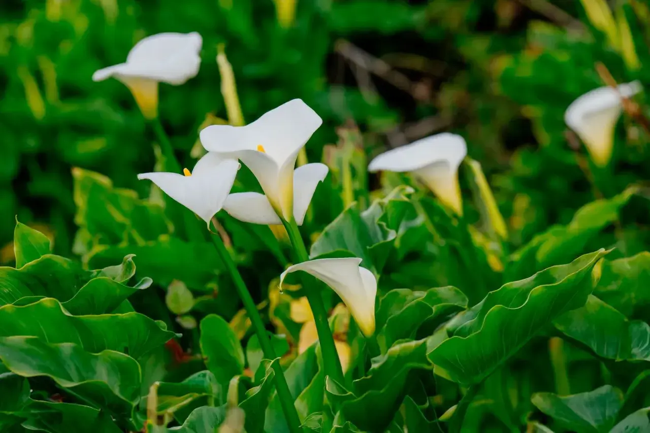 Des callas blancs aux formes élégantes émergent d'un feuillage vert luxuriant. La calla plante, symbole de pureté, s'épanouit.