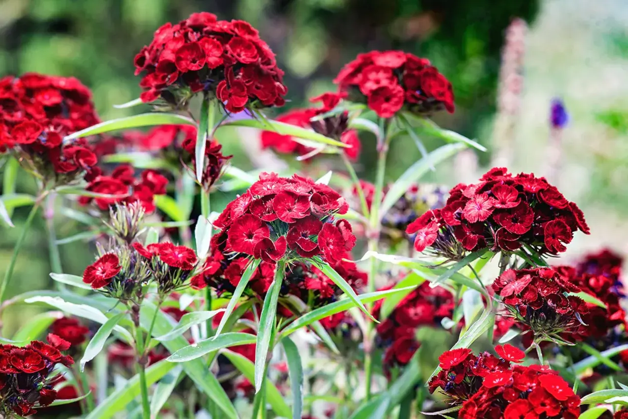 Rote Bartnelken, winterhart und üppig blühend, mit zarten Blütenblättern und grünen Blättern im Garten.