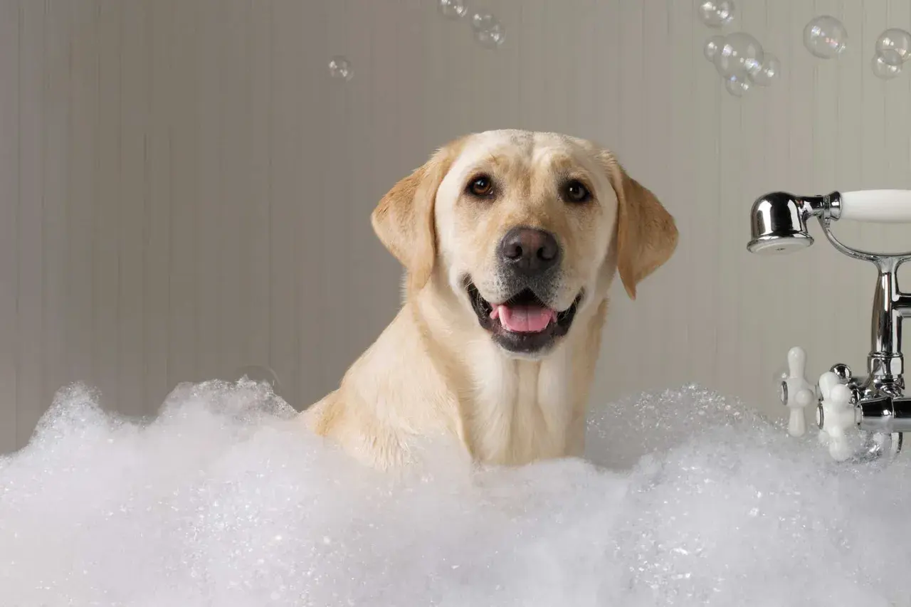 Ein glücklicher Labrador genießt ein Schaumbad. So einfach und angenehm können Hunde sauber bekommen!