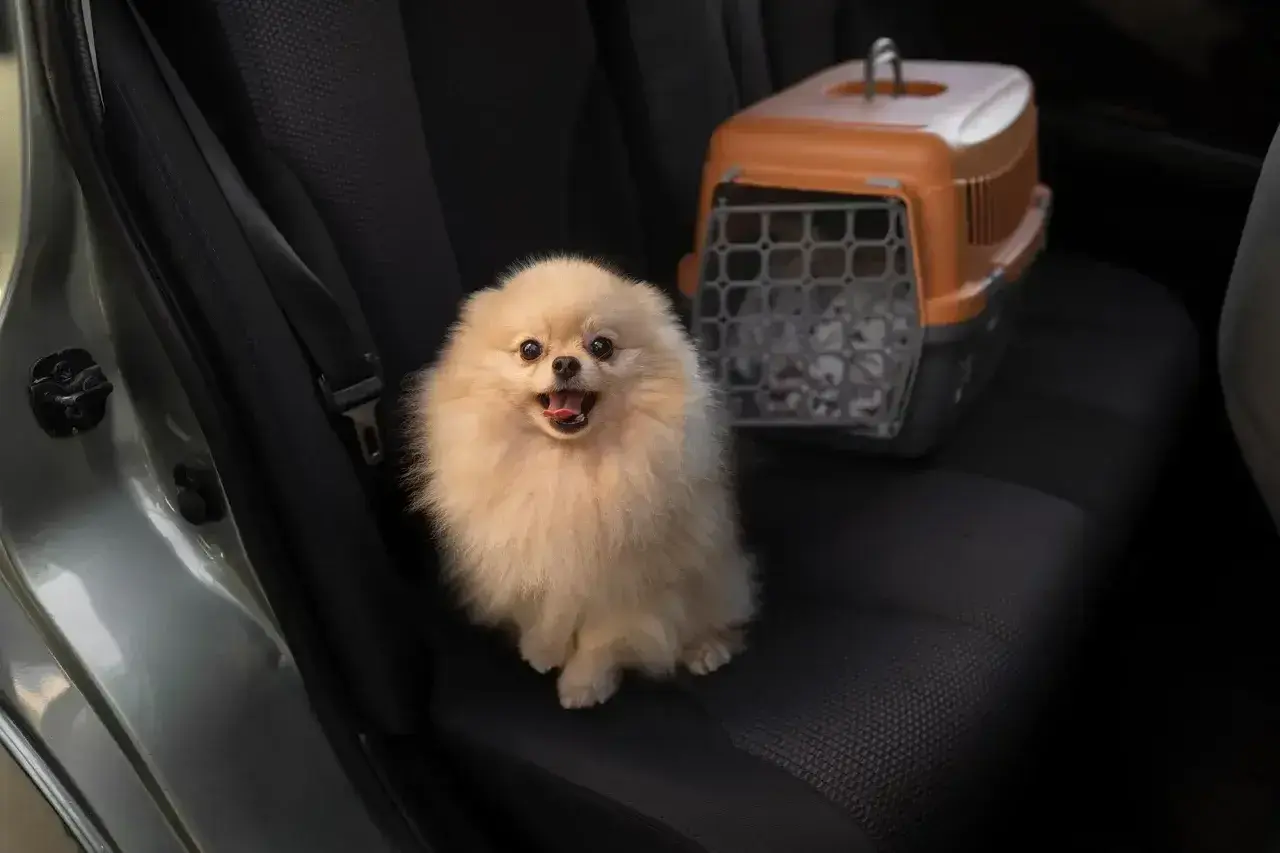Puszysty piesek pomeranian czeka na podróż Flixbusem. Obok niego stoi transporter.