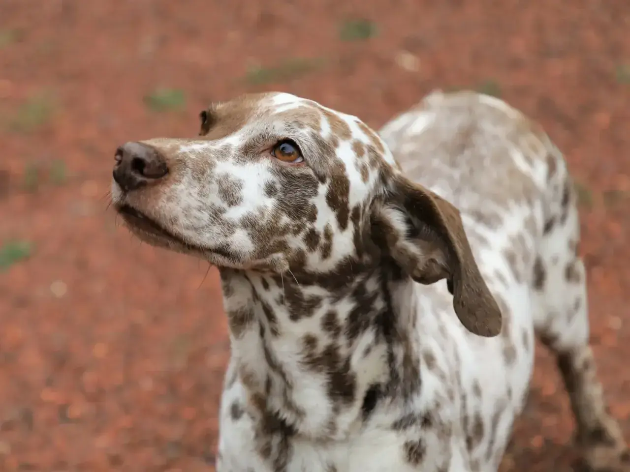 Ein Australian Shepherd Dalmatiner Mix mit braunen Flecken auf weißem Fell blickt neugierig zur Seite.