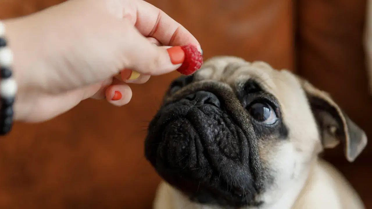 Ein süßer Mops-Hund schaut erwartungsvoll auf eine Himbeere, die ihm von einer Hand angeboten wird.