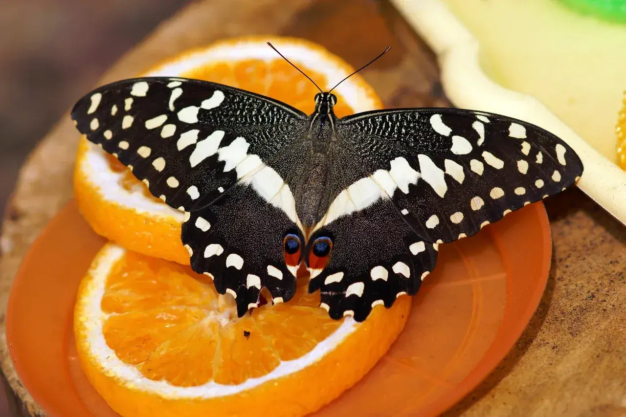 Czarny motyl z białymi plamkami na pomarańczach. Odpoczynek w motylarni Jastrzębia Góra.
