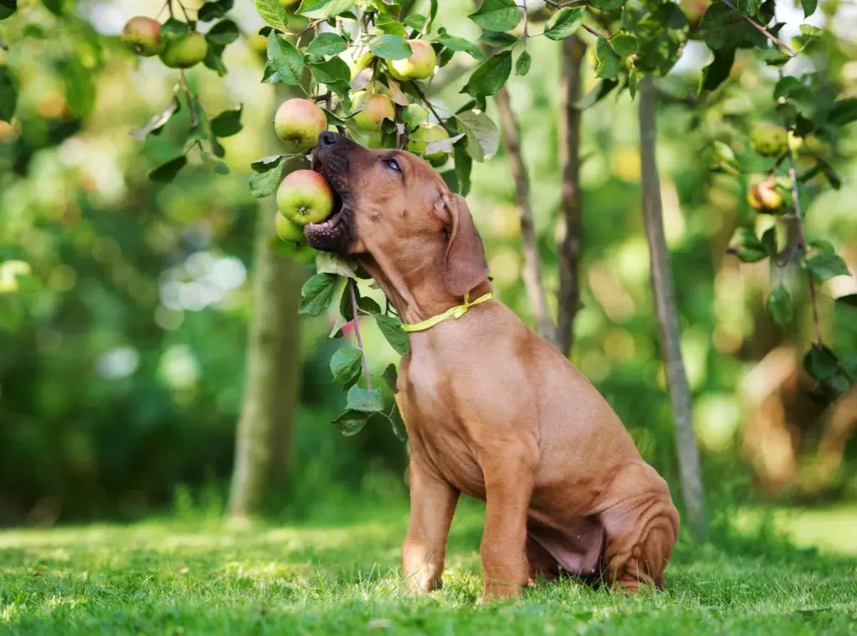 Brauner Hund mit gelbem Halsband beißt in einen Apfel, der von einem Baum hängt.