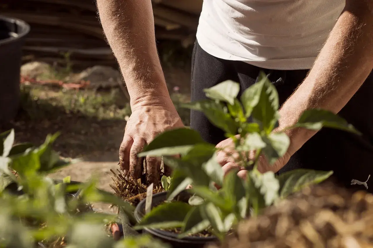 Hände arbeiten im Boden, um Pflanzen zu setzen. Ein Zeichen für lebendigen Landbau und die Verbindung zur Natur.