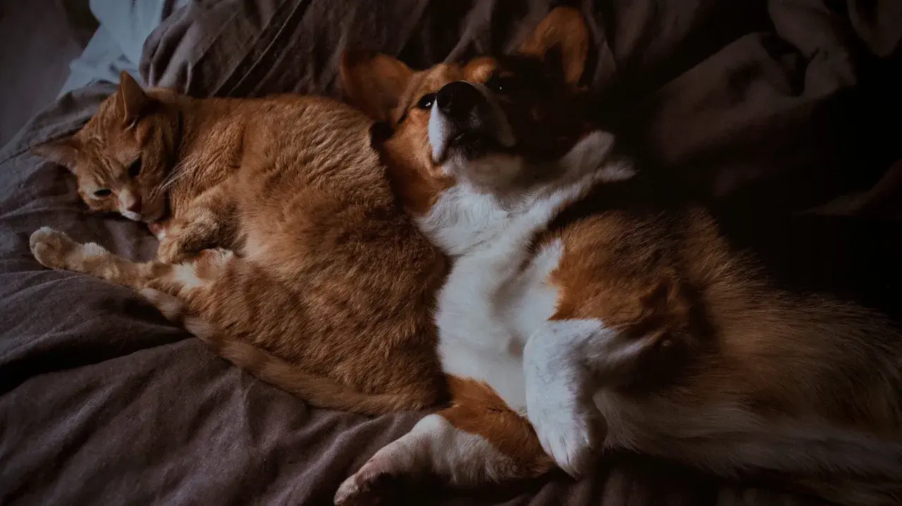 Pomarańczowy kot i corgi leżą razem, jakby badali poziom kreatyniny w surowicy.