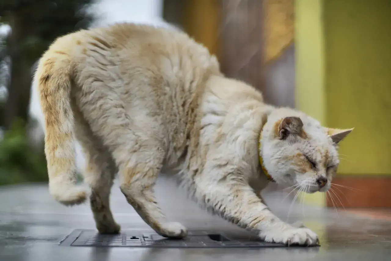 Un chat âgé, au pelage clair, semble avoir le train arrière paralysé. Que faire pour aider ce pauvre chat ?