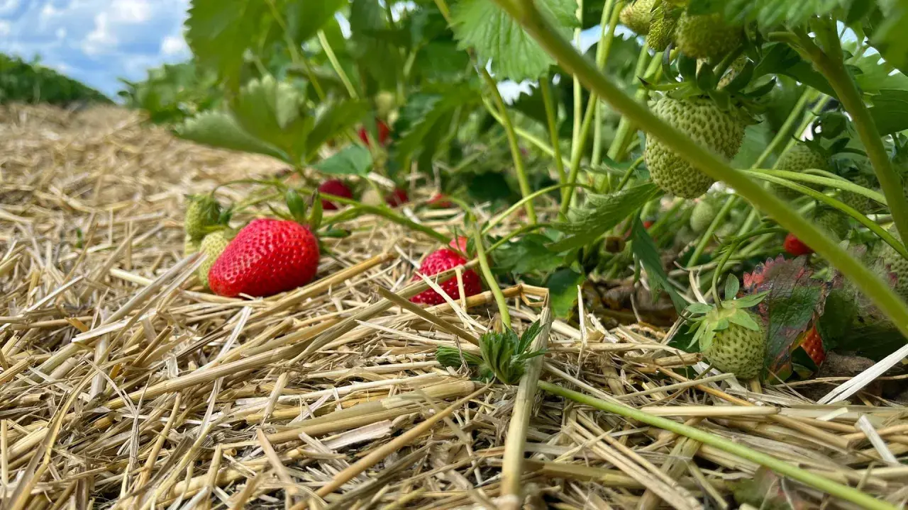 Reife und grüne Erdbeeren auf Stroh. Die sorgfältige Pflege der Erdbeerpflanzen sorgt für eine reiche Ernte.