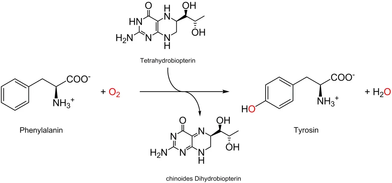 Umwandlung von Phenylalanin zu Tyrosin mit Sauerstoff und Tetrahydrobiopterin als Cofaktor.