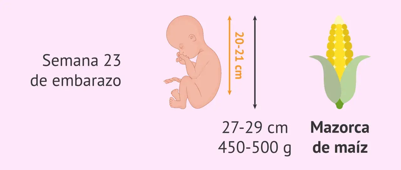 Bebé en semana 23 de embarazo, mide 20-21 cm y pesa 450-500g, como una mazorca de maíz.