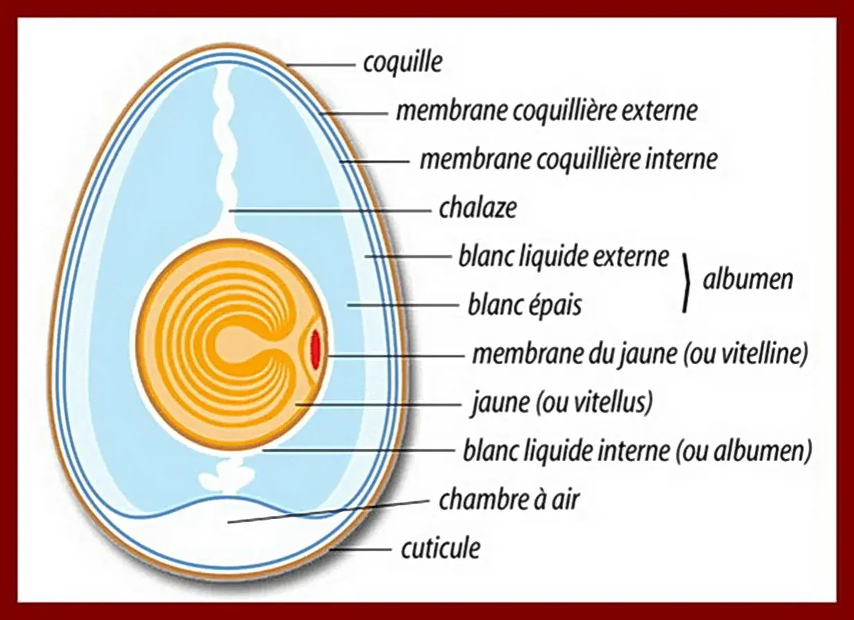 Schéma détaillé de la composition d'un œuf, montrant la coquille, les membranes, le blanc (albumen) et le jaune (vitellus).