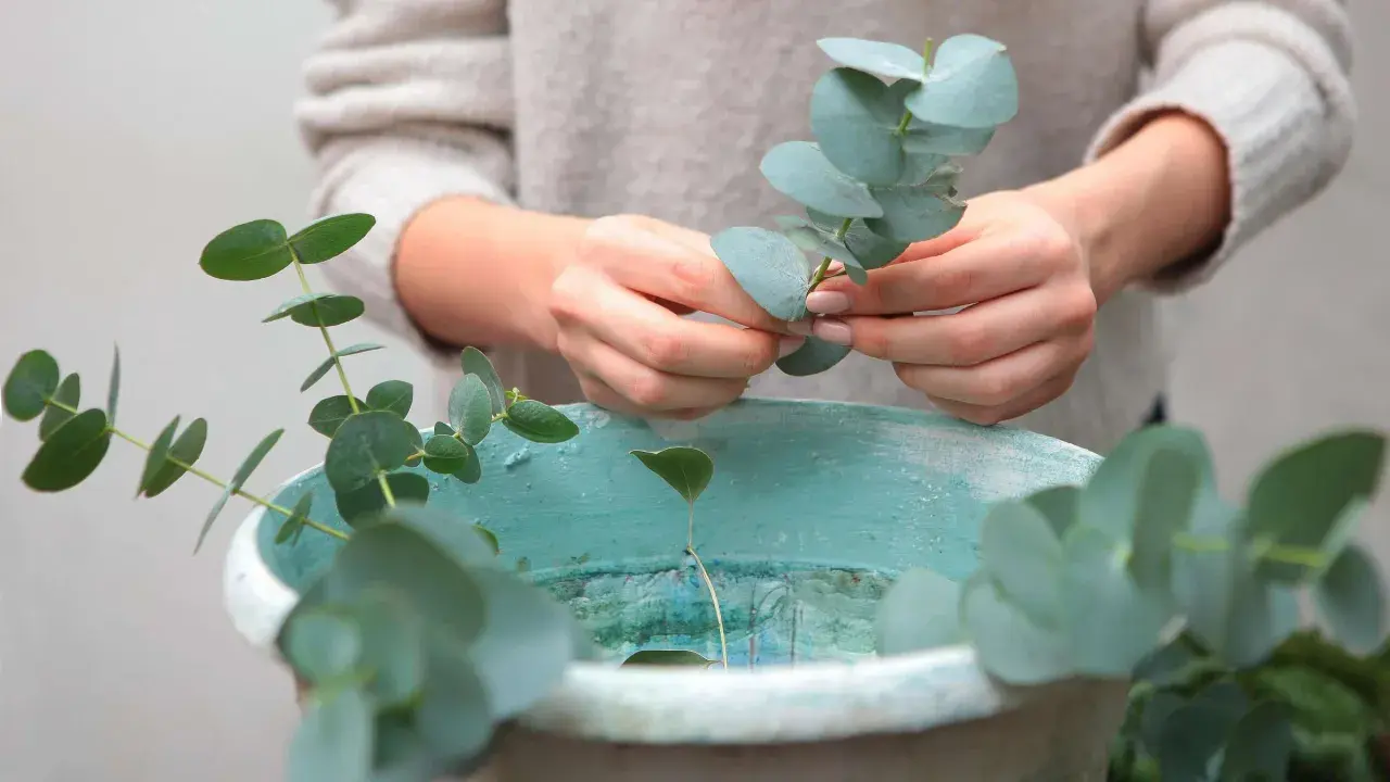 Hände arrangieren Zweige für eukalyptus trocknen in einer teal-farbenen Schale.