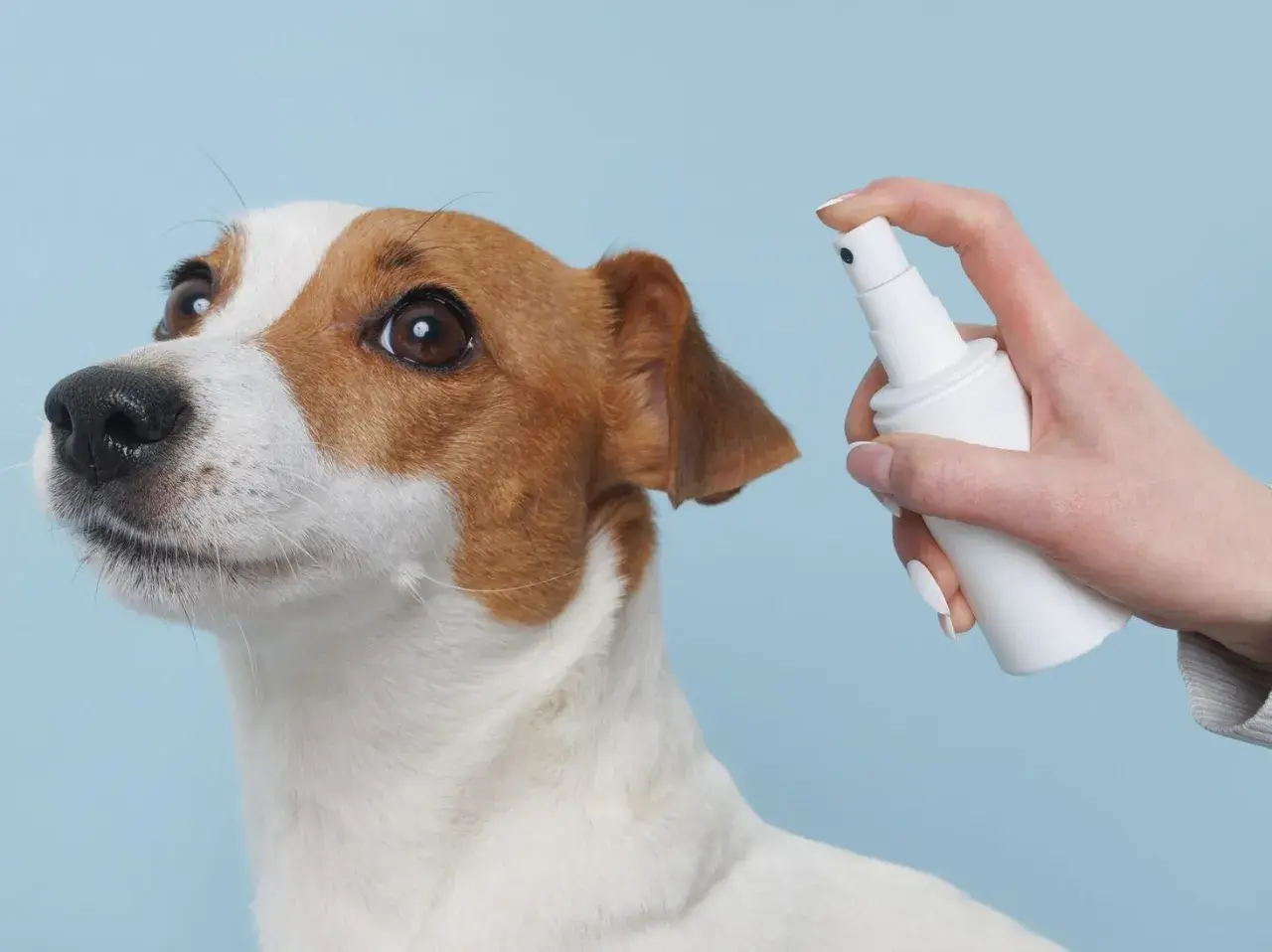 Piesek Jack Russell Terrier z zaciekawieniem patrzy na białą buteleczkę z atomizerem. Dłoń trzyma octenisept dla psa, gotowa do użycia.