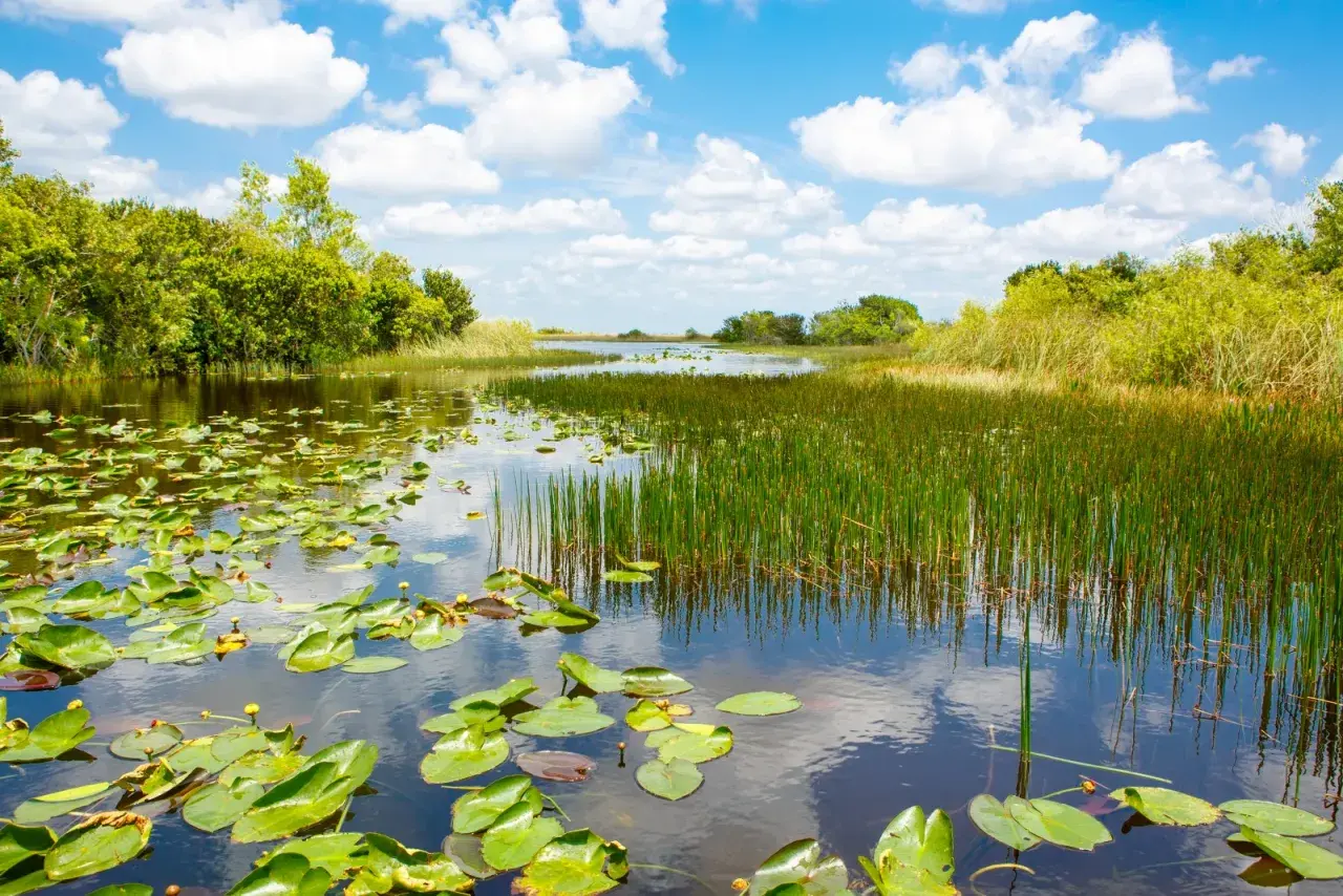 Ein ruhiger Fluss mit Seerosen und Schilf im Everglades Nationalpark, Florida. Der Himmel spiegelt sich im Wasser.