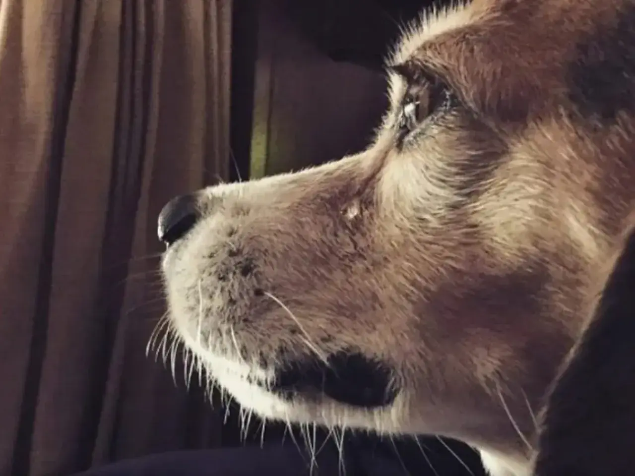 Primer plano de un beagle con pelaje marrón y blanco, mirando fijamente. A veces, los perros lloran por tristeza.