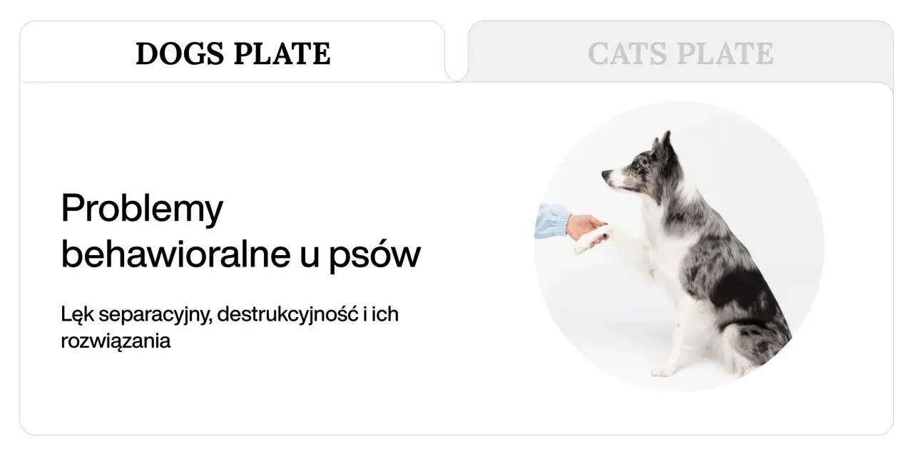 Pies rasy border collie podaje łapę, symbolizując problemy behawioralne u psów, takie jak lęk separacyjny i destrukcyjność.